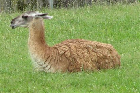 Guanaco - Animal Facts and Information