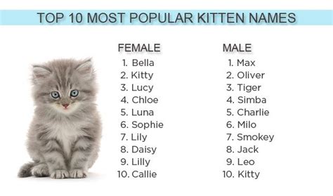 Most Popular Kitten Names of 2012 Kitten Names Girl, Grey Cat Names, Male Pet Names, Dog Names ...