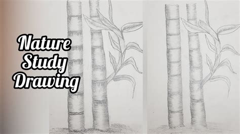 Nature Study Drawing | Easy Drawing of nature Study | #artbyduasheikh #foryou #drawing - YouTube