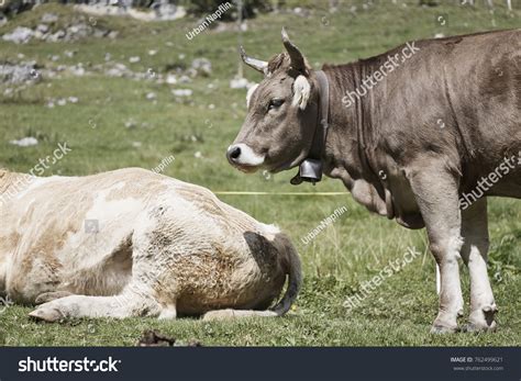 Swiss Cow Horns Cow Bell Bernese Stock Photo 762499621 | Shutterstock