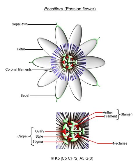 The Herb Hound: PASSION FLOWER