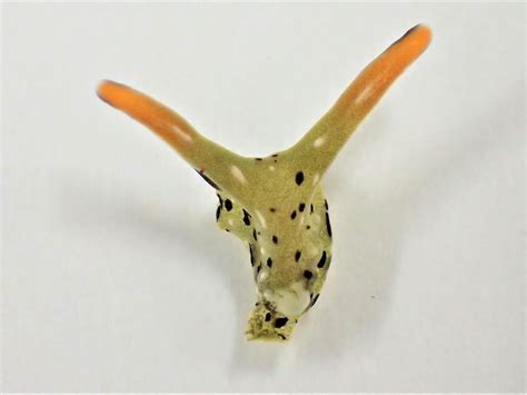 This Sea Slug Can Chop Off Its Head and Grow an Entire New Body--Twice ...