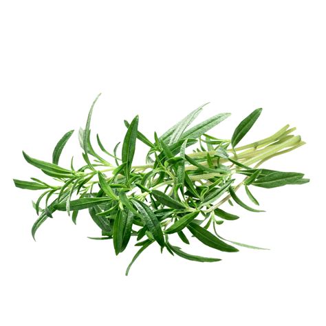 Savory Herbs Food - Free photo on Pixabay - Pixabay