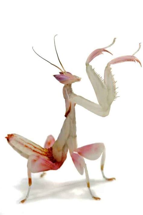 The Most Popular Praying Mantis Species Suitable As Pets - Shrimp and ...