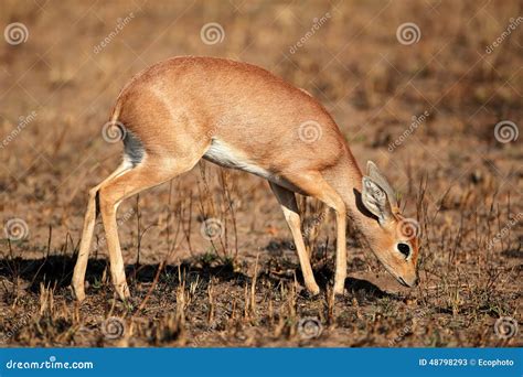 Steenbok antelope stock image. Image of fauna, steenbuck - 48798293