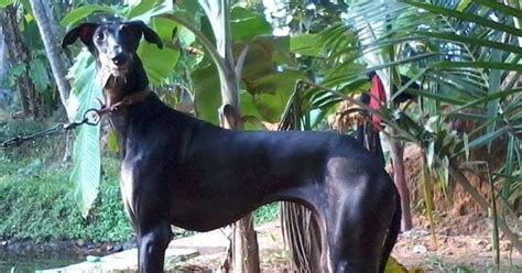 Kanni Dog History | Description,Temperament,Health,Price & more