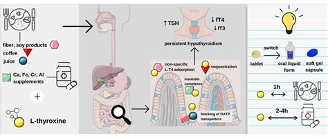 Pharmaceuticals | Free Full-Text | Levothyroxine Interactions with Food ...