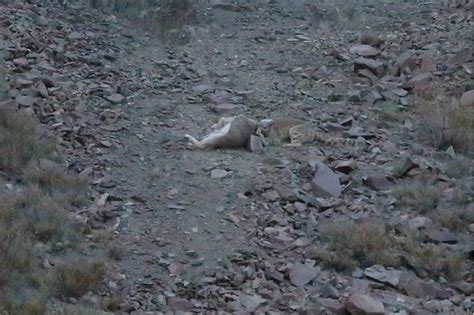 Snow Leopard vs. Blue Sheep Battle Captured In Amazing Photos ...