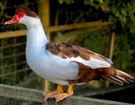 Muscovy | Ducks | Breed Information | Omlet