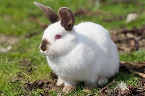 Californian Rabbit: Albinsm Red Eyes and Himalayan Point Markings | The Pets Dialogue