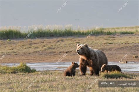 Grizzly Bear With Cubs — fauna, live - Stock Photo | #164924498