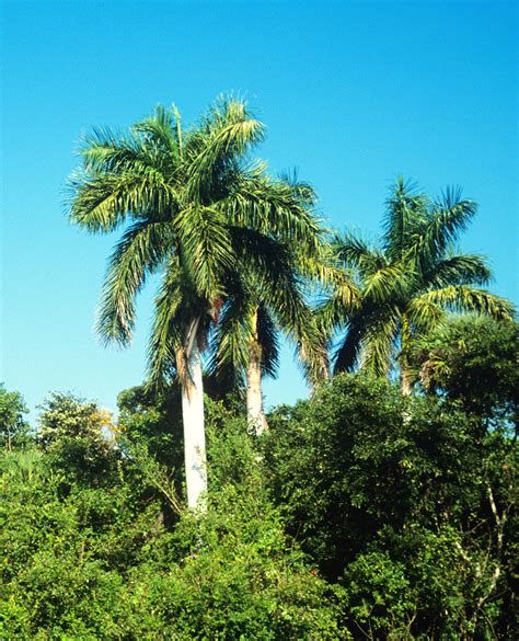 Types Of Palm Trees | Royal Palm native to Florida, in it's native ...