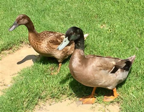 Top Domestic Duck Breeds You Should Know | Pets Nurturing