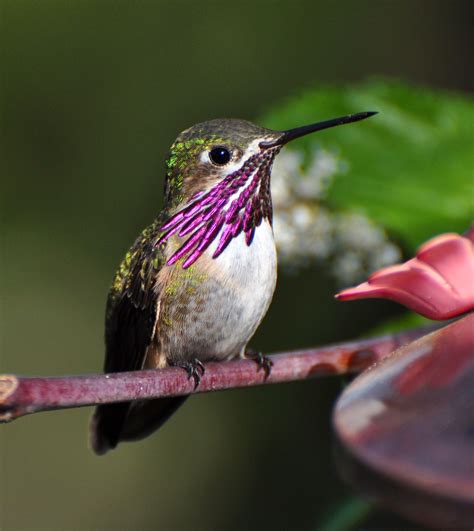 The Calliope Hummingbird | Midas Gold