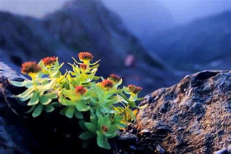 Rhodiola Rosea Benefits: Anti-Fatigue or Risky Side Effects? – Superfoodly