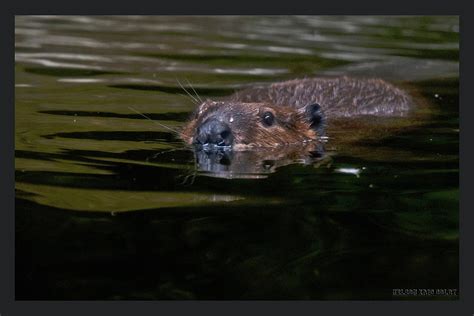 Oregon Beaver Photograph by Eric Nelson - Fine Art America