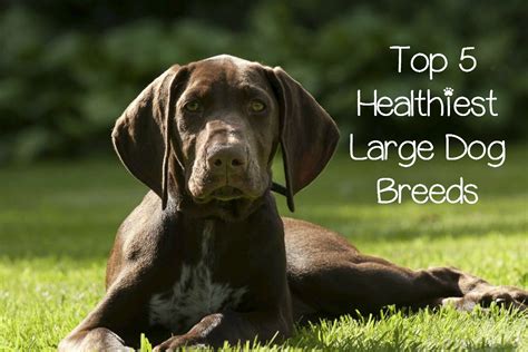 What Are the Most Healthy Dog Breeds? - DogVills