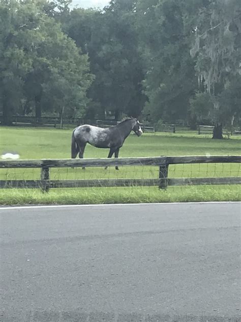 Beautiful Horse In Southwest Ocala - Ocala-News.com