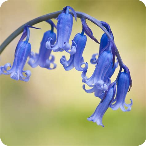 Scottish Bluebell (Hyacinthoides non-scripta) Bulbs In The Green ...