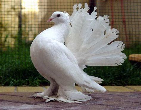 You_will_never_find_ROyal_Pigeons_as_Beautiful_as_this. | Fotos de pombo, Pomba branca, Aves belas