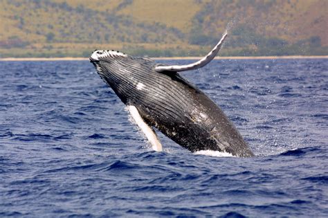 Humpback Whale - Endangered Species Coalition