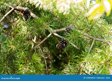 Needles Of Eastern White Pine Pinus Strobus Native To Eastern North America Royalty-Free Stock ...