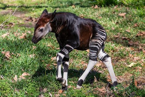 Curious Baby Okapi Explores Habitat - YouTube