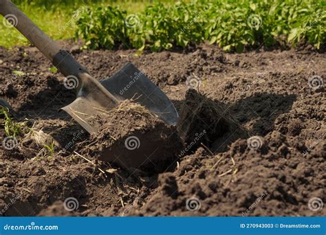 Garden Shovel in Ground Loosen Soil Preparation. Farming Garden Work ...