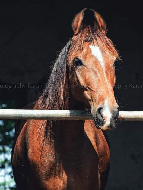 Photo credit -Karan photography Horse Breeds, Photo Credit, Westerns ...