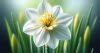 Narcissus Symbolism & Meaning - Symbolopedia