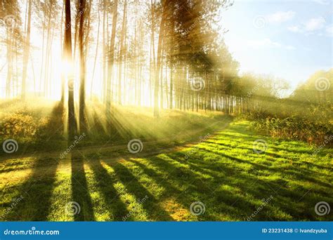 Sunny forest stock photo. Image of beautiful, scenery - 23231438