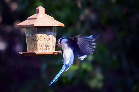 What Birds like Safflower Seeds? - Birdwatching Buzz