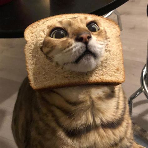 Inbread Cats: Cats In Bread