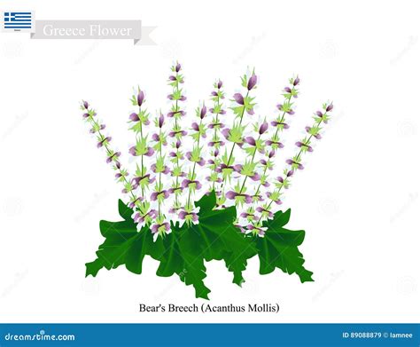 Bear`s Breech Flowers, National Flower of Greece Stock Vector ...