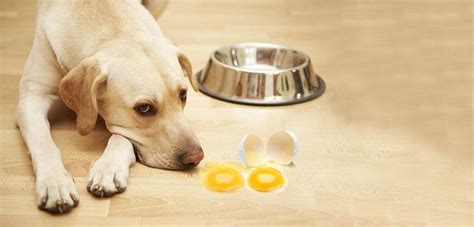 Are Egg Yolks Good For Dogs