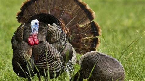 Tips for taking tough North Carolina turkeys