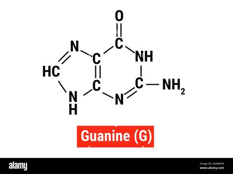 Chemical structure of Guanine (G Stock Vector Image & Art - Alamy