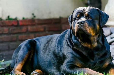 #Rottweiler | Rottweiler, Rottweiler dog, Dog breeds