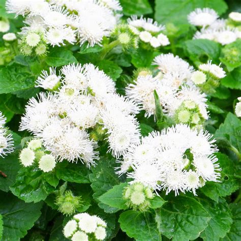 Ageratum Seeds | Shop 5 Varieties | Eden Brothers