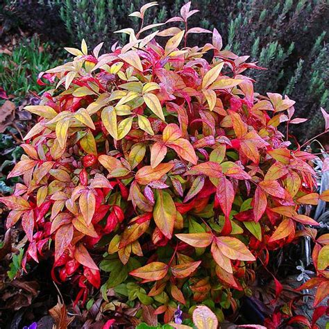 my newest garden addition...nandina | Garden shrubs, Garden landscaping ...