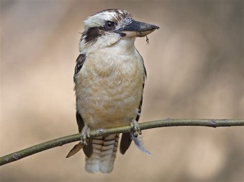 Laughing Kookaburra - eBird