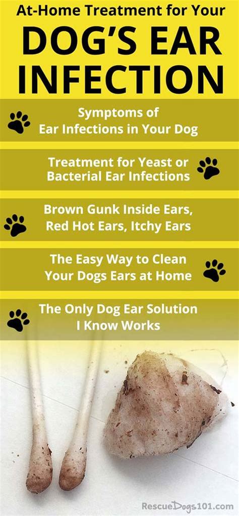 The Secret to Getting Rid of Ear Infections in Your Dog at Home