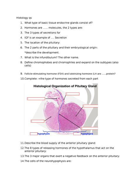 Hypothalamus And Pituitary Gland Histology