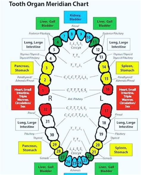 Pin by Stacy Jackson on health and fitness | Holistic dentistry, Teeth health, Dental health