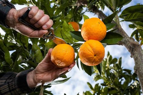 Farmer Makes The Orange Harvest In Winter. Agriculture Stock Image ...