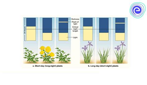 Photoperiodism: Learn Definition, Types, Mechanism - Embibe