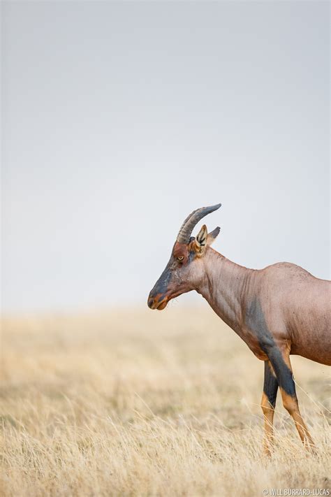 Topi | Will Burrard-Lucas