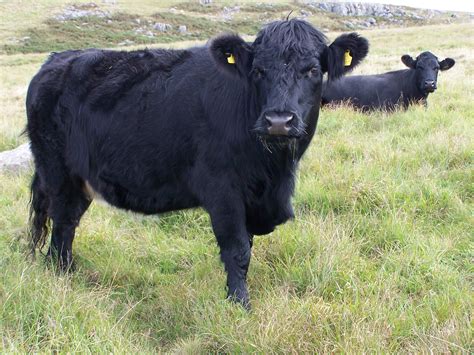 Free photo: Black Cow - Animal, Buffalo, Cattle - Free Download - Jooinn