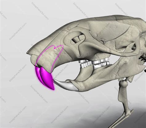 Image gallery: 3D Rat Anatomy software - Biosphera