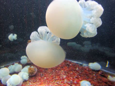 Jelly Fish, Monterey Bay Aquarium, Monterey, California, U… | Flickr